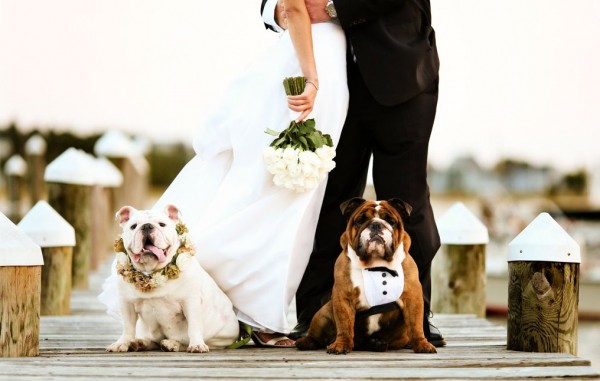 pets in weddings